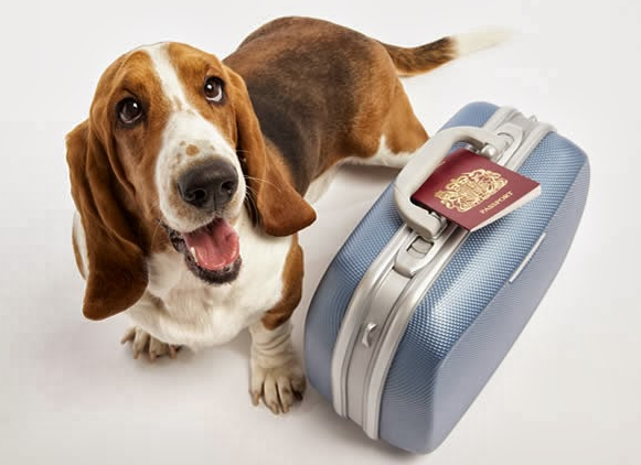 transporte de perros en avión